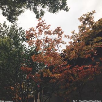 烤瓷牙有幾種類(lèi)型 烤瓷牙有什么壞處